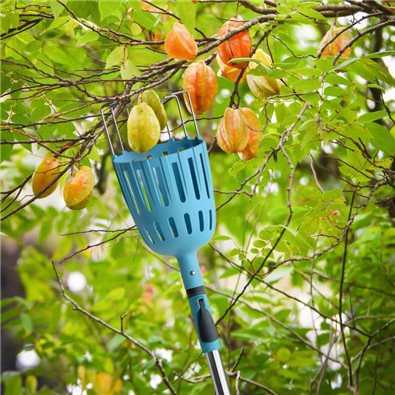 Pick up fruit picker pole with basket
