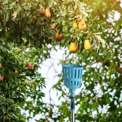 Picking Pears Picking Pears