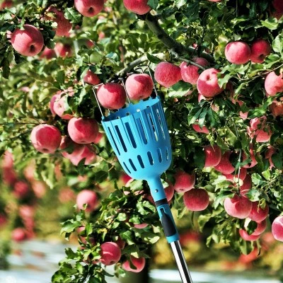 Picking Apple Picking Apple